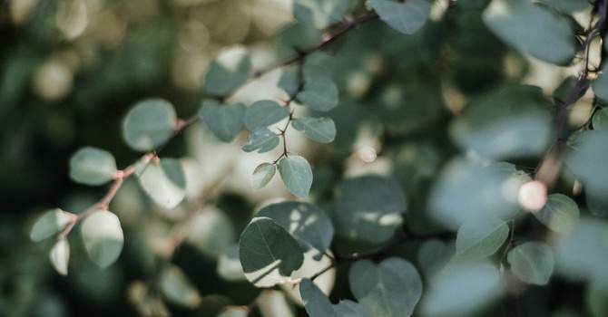 Infrared Sauna With Red Light Therapy